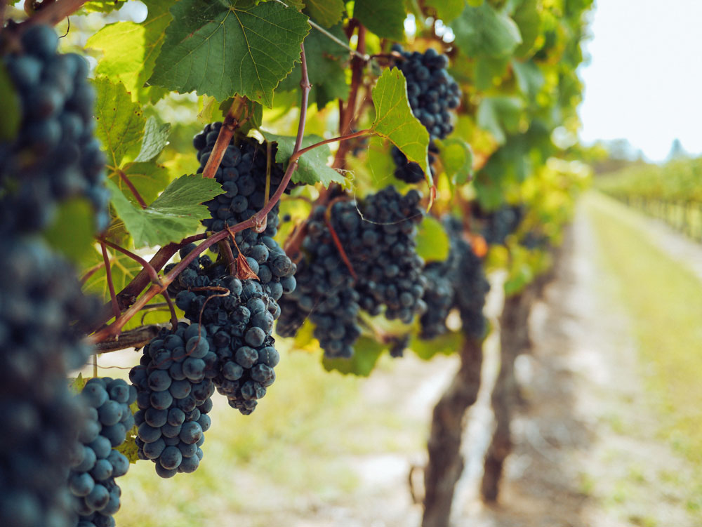 Viticulture - Vigneron - Agriculture